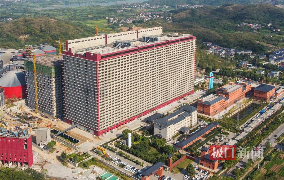 Percayalah, Ada Hotel 26 Lantai Khusus Babi di China-Image-1