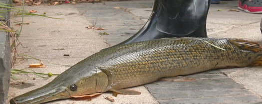 Gegara Ikan Monster Danau di Henan Dikuras-Image-2