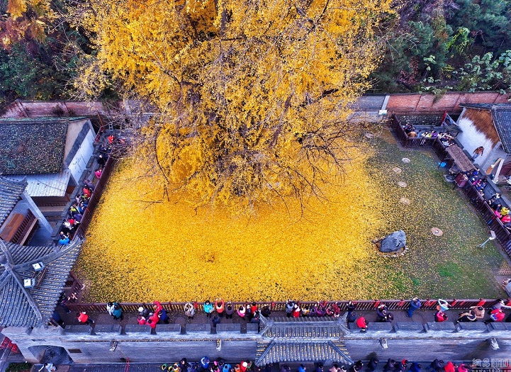 Ketika Daun Emas Gugur di Gunung Zhongnan-Image-2