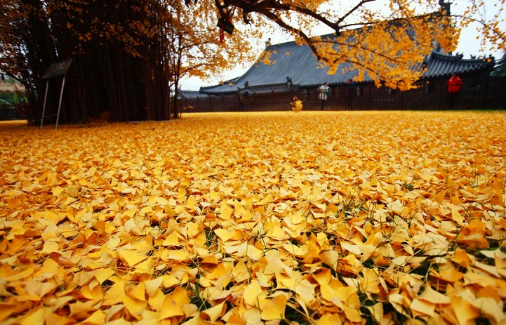 Ketika Daun Emas Gugur di Gunung Zhongnan-Image-3