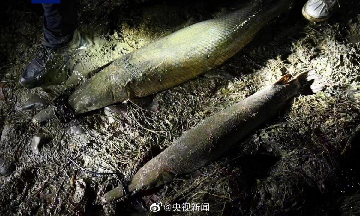 Gegara Temuan Aligator Gar, Sungai di China Diteliti-Image-1