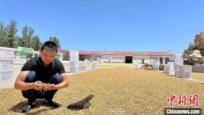 Pria di Shanxi Makmurkan Warga Desa dengan Daylily-Image-1