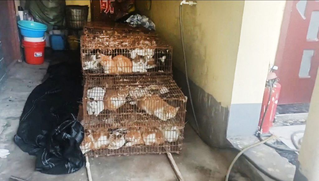 Polisi China Amankan 150 Kucing yang Akan Dijagal-Image-1