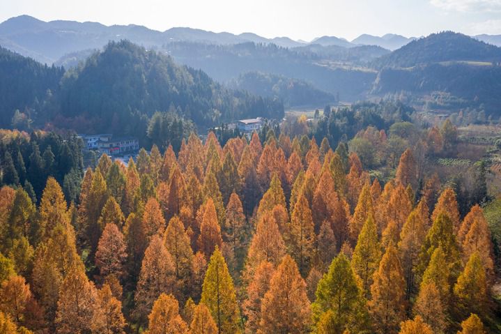 10 Hutan dengan Pohon Redwood di China-Image-6