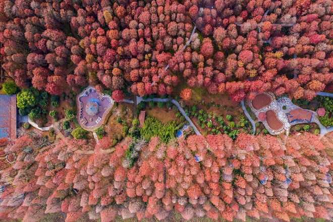 10 Hutan dengan Pohon Redwood di China-Image-8