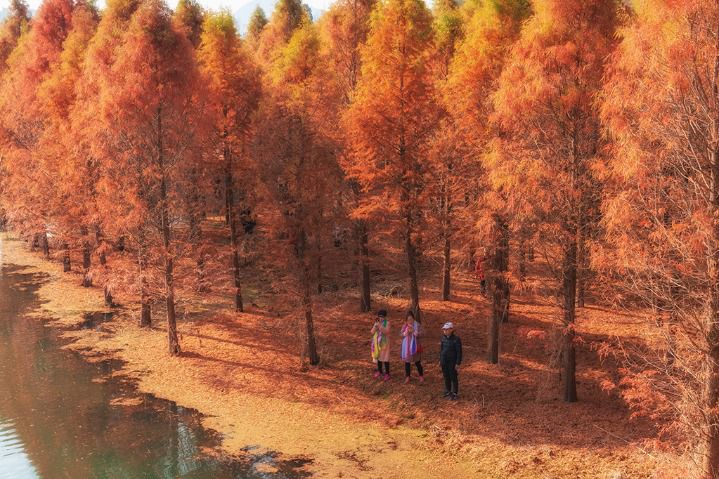 10 Hutan dengan Pohon Redwood di China-Image-11