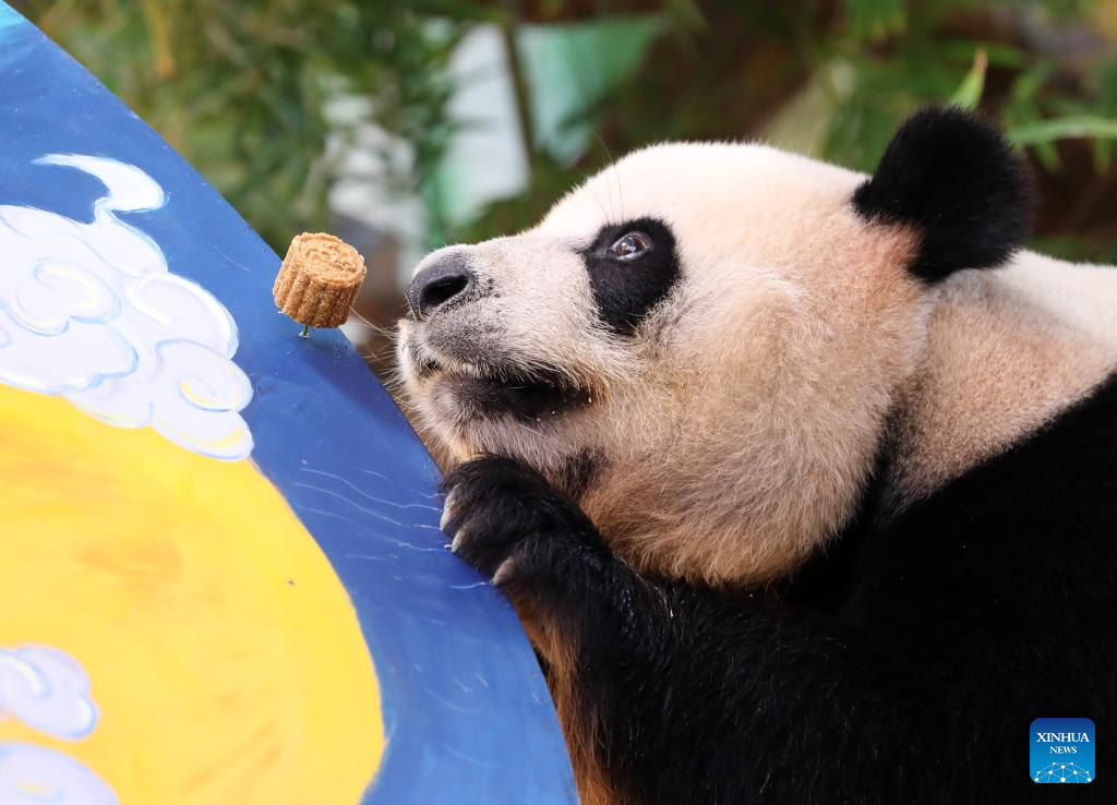 Panda Kembar 3 Makan Kue Bulan Rayakan Festival Musim Gugur-Image-1