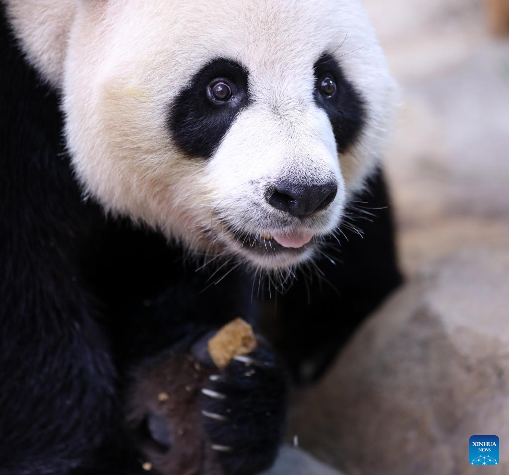 Panda Kembar 3 Makan Kue Bulan Rayakan Festival Musim Gugur-Image-2