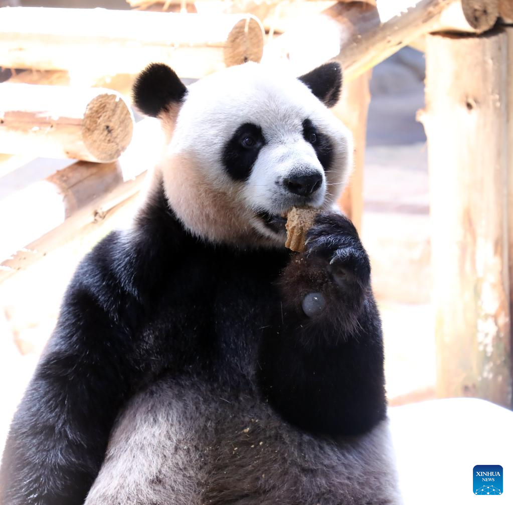 Panda Kembar 3 Makan Kue Bulan Rayakan Festival Musim Gugur-Image-4