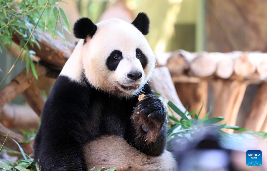 Panda Kembar 3 Makan Kue Bulan Rayakan Festival Musim Gugur-Image-5