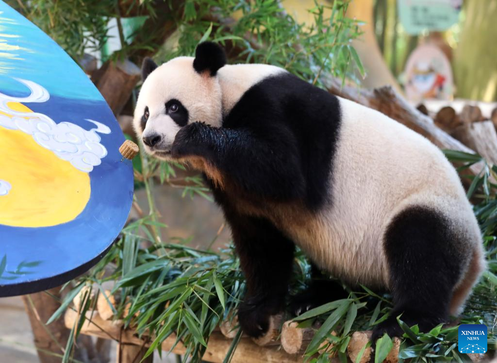 Panda Kembar 3 Makan Kue Bulan Rayakan Festival Musim Gugur-Image-6