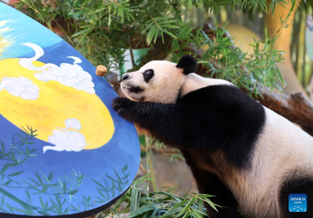 Panda Kembar 3 Makan Kue Bulan Rayakan Festival Musim Gugur-Image-7