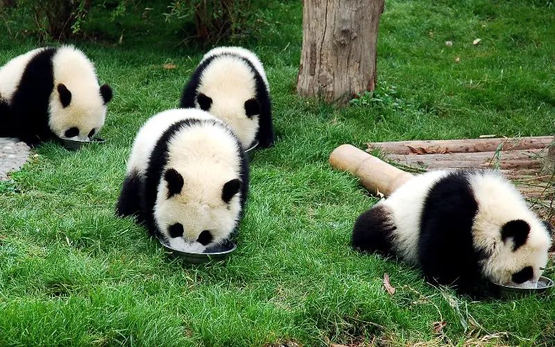 6 Tempat Terbaik Lihat Panda Raksasa-Image-1
