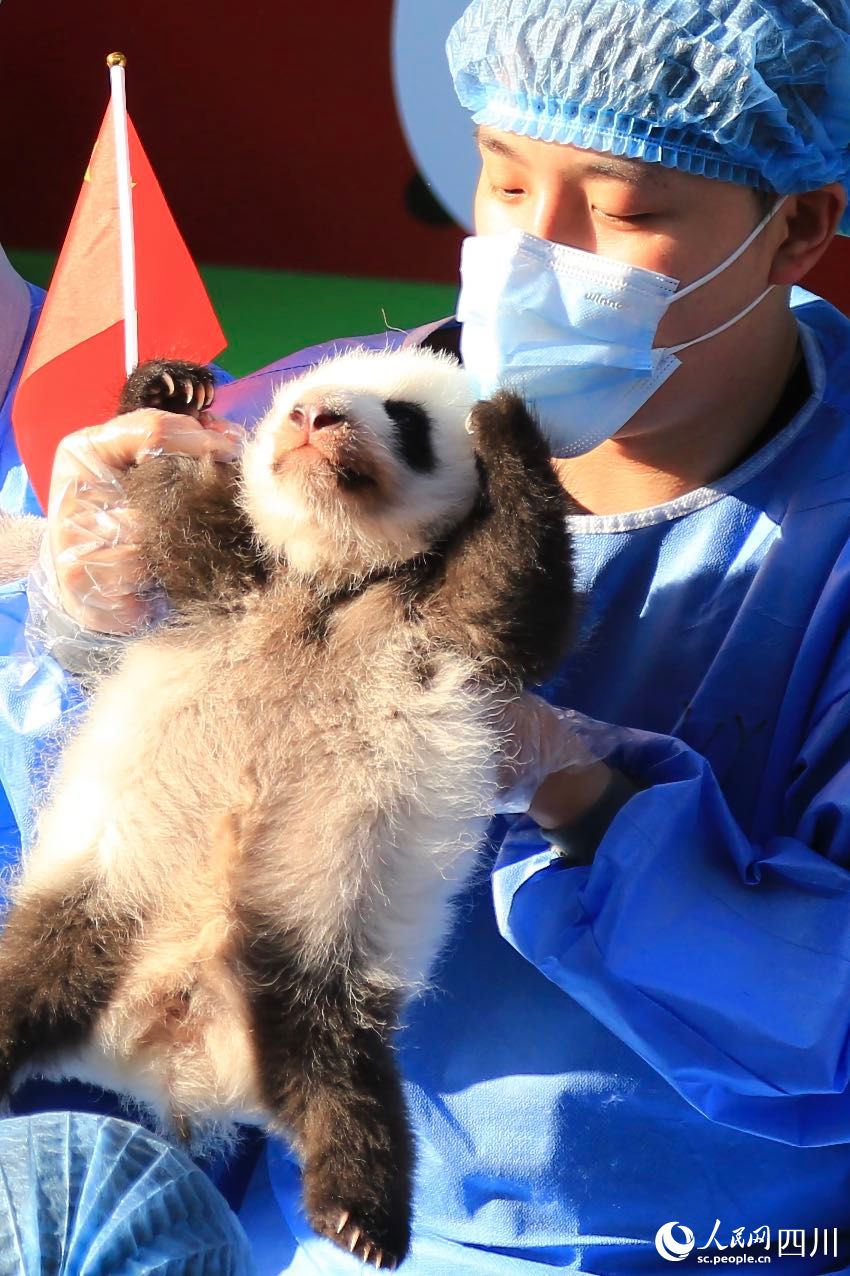 POTRET: Chengdu Panda Pamerkan Bayi Panda-Image-2