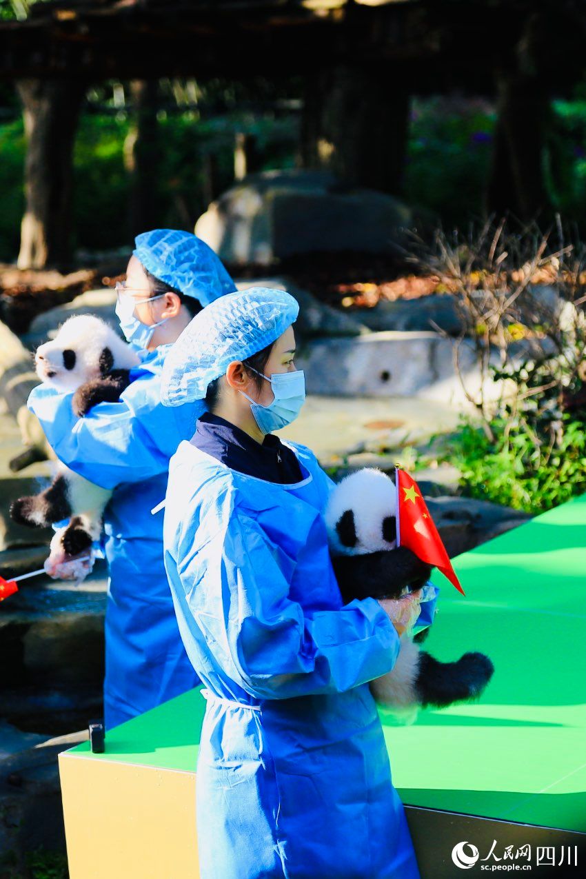 POTRET: Chengdu Panda Pamerkan Bayi Panda-Image-3