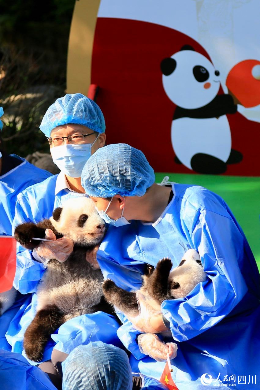 POTRET Chengdu Panda Pamerkan Bayi Panda