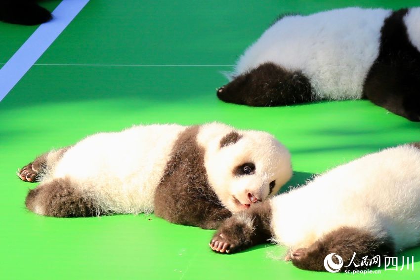 POTRET: Chengdu Panda Pamerkan Bayi Panda-Image-5