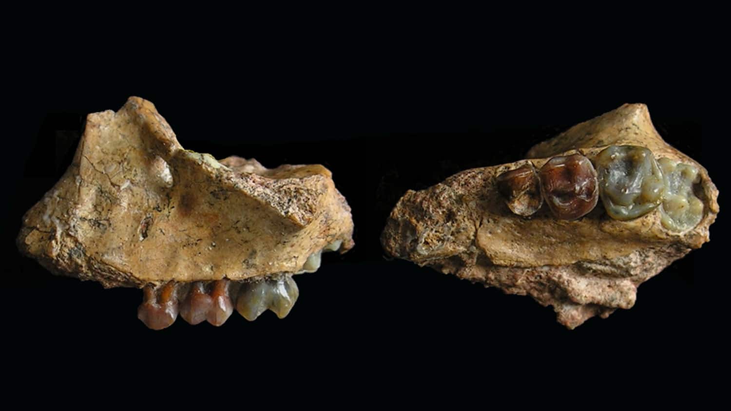 Fosil Owa Paling Awal Ditemukan di Yunnan-Image-1