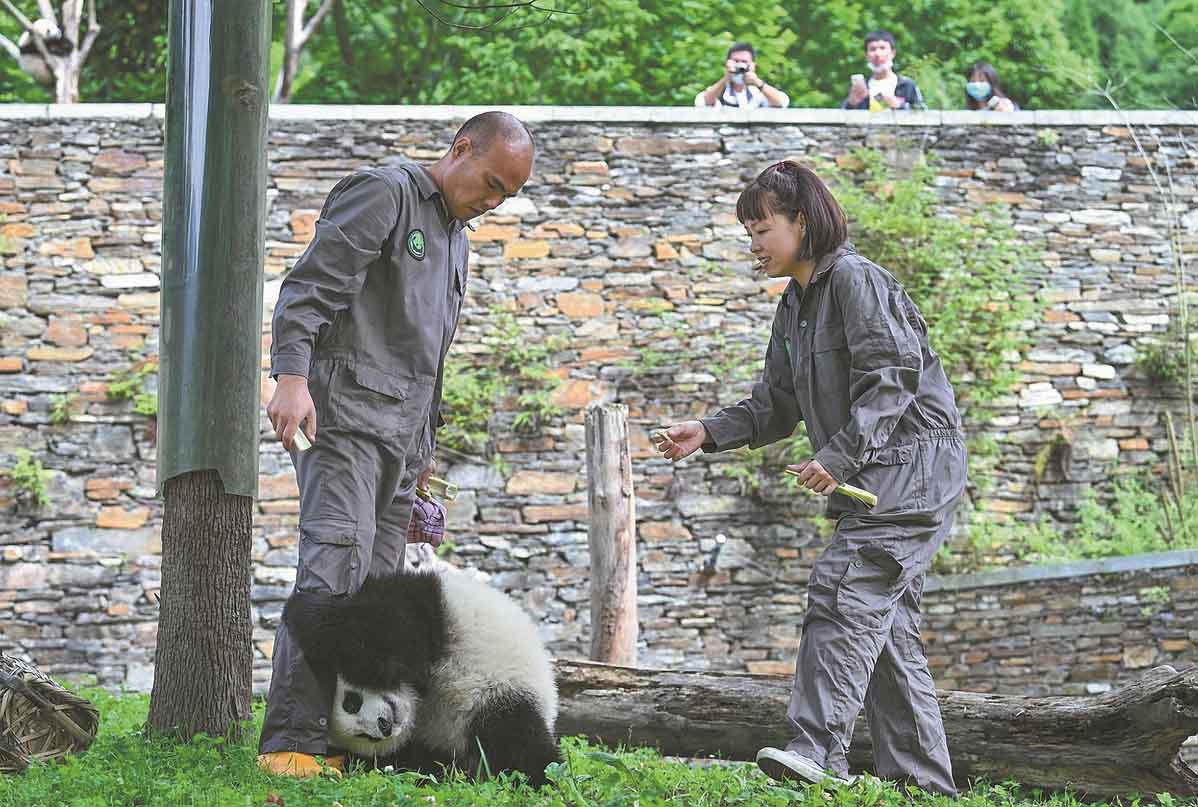 Panda Perekat Hubungan Sichuan-Hong Kong-Image-1