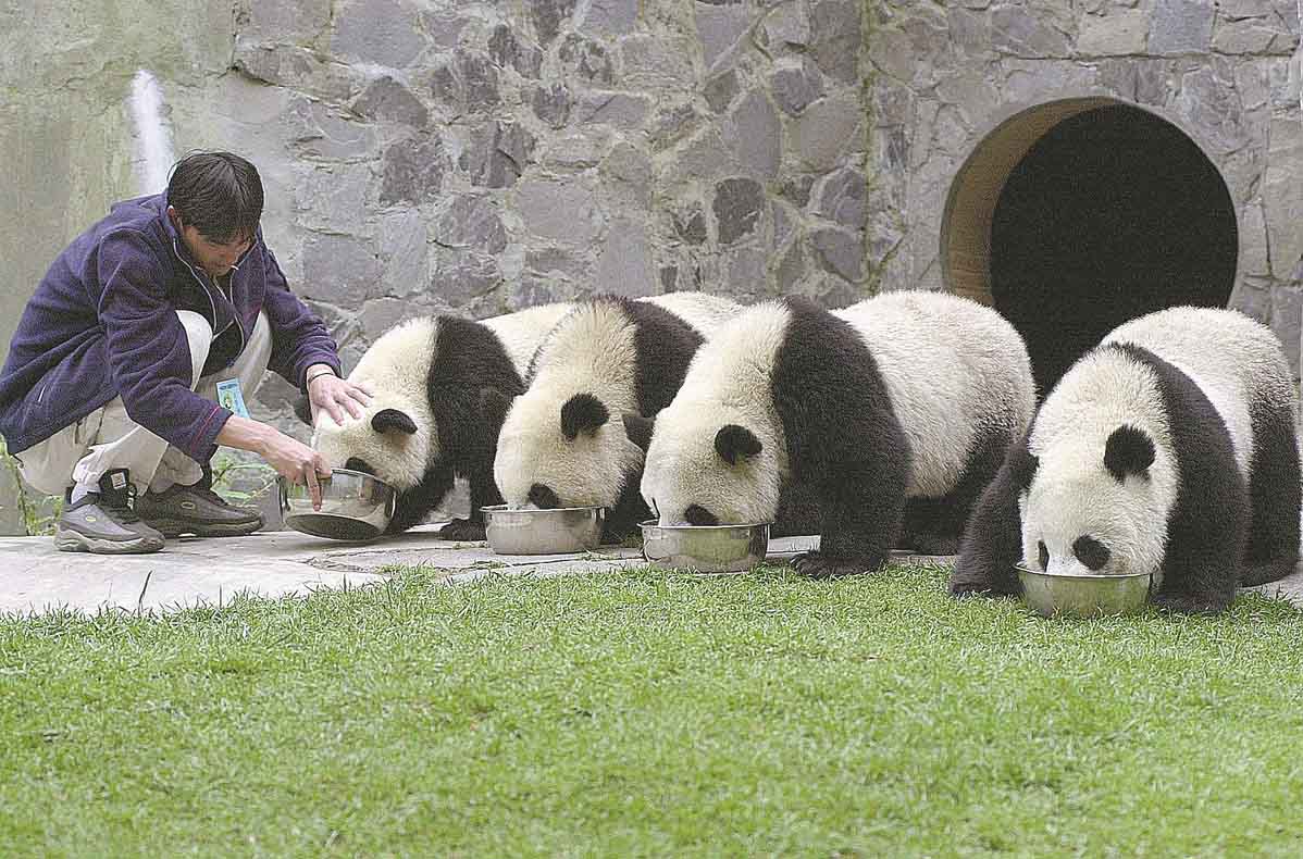 Panda Perekat Hubungan Sichuan-Hong Kong-Image-2