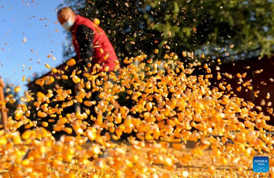 POTRET: Panen Biji Musim Gugur di China-Image-4