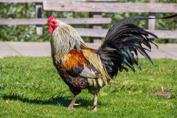 Shio 11 Oktober: Ayam Punya Banyak Peluang-Image-1