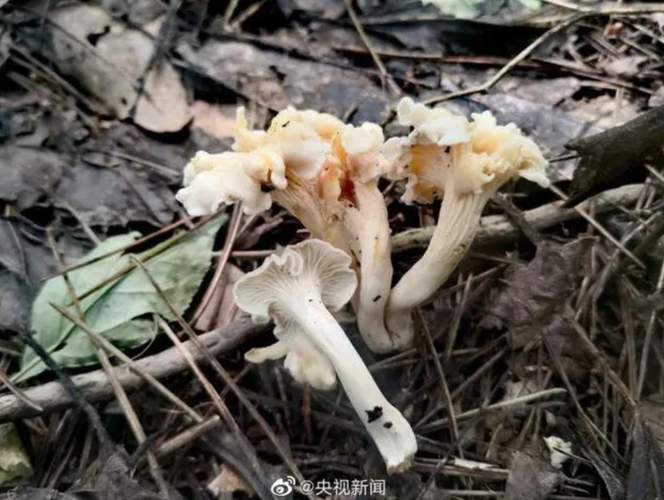 Peneliti China Temukan Spesies Jamur Baru-Image-2