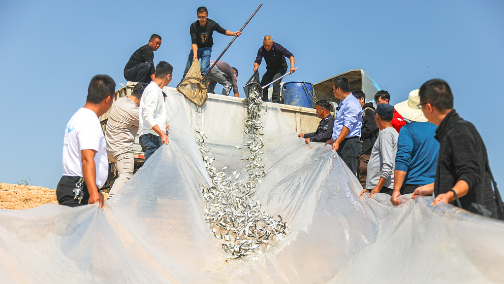Lumba Tanpa Sirip di Sungai Yangtze Terancam Punah-Image-1