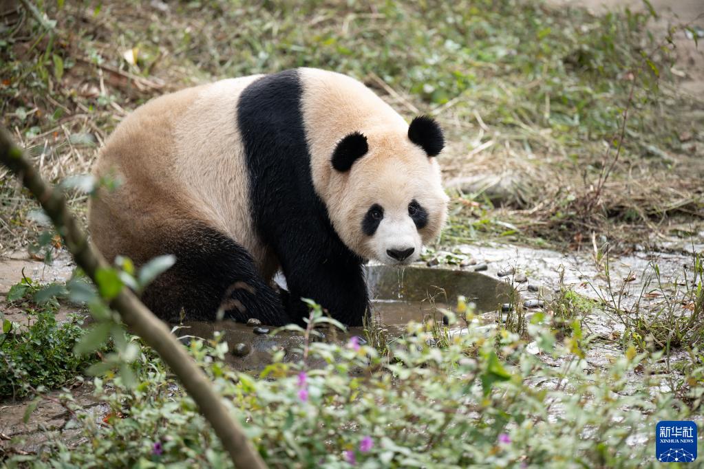 Panda Sihai dan Jingjing Diangkut ke Qatar-Image-4