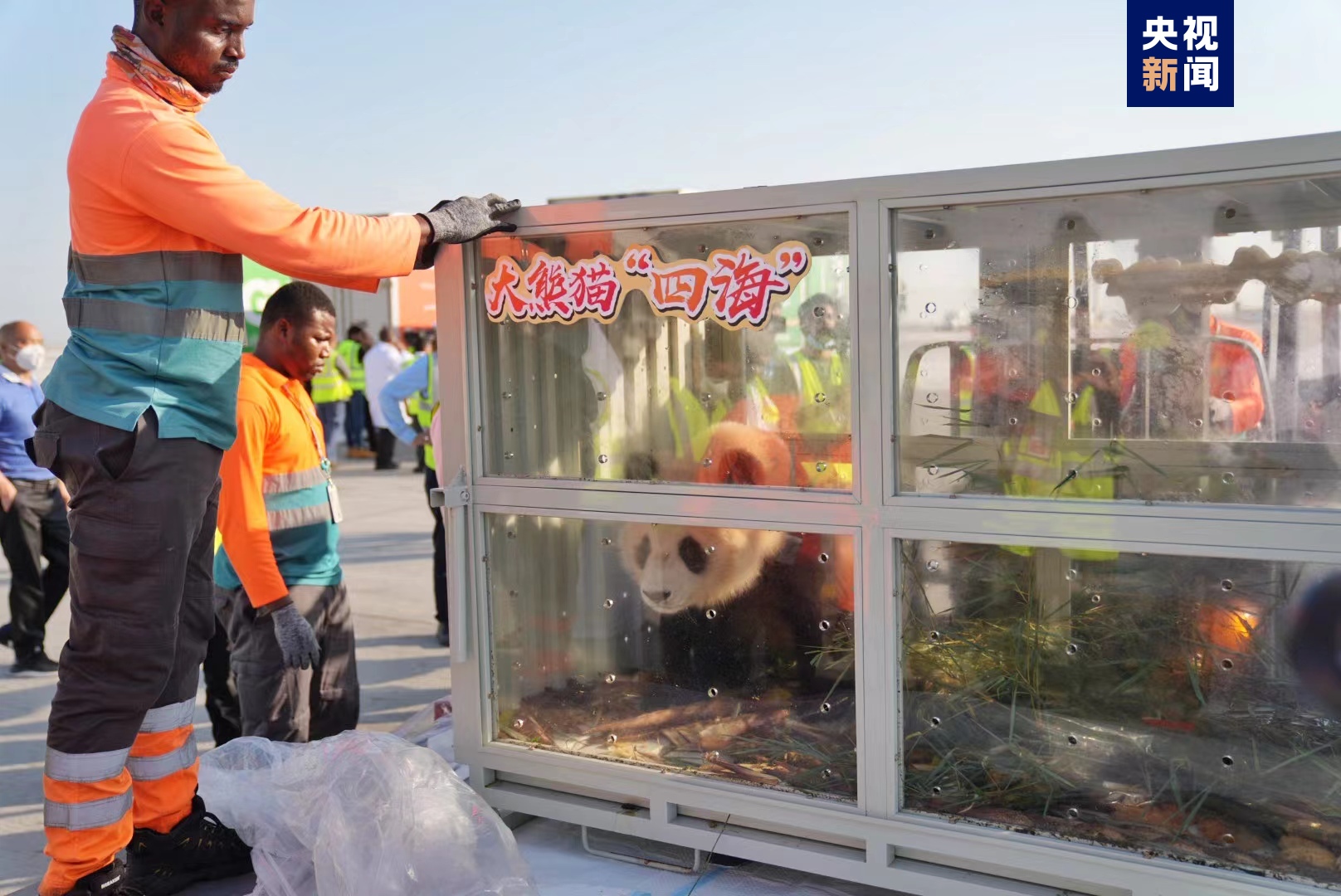 Panda Sihai dan Jingjing Tiba di Doha dengan Pesawat Khusus-Image-1