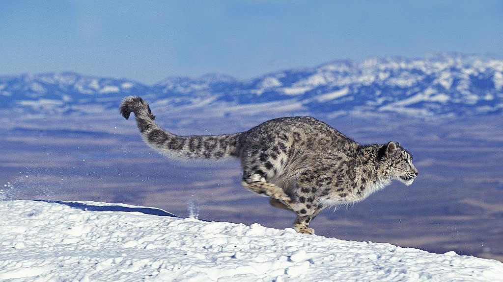 Macan Tutul Salju di Yanchiwan Tinggal 157 Ekor-Image-1