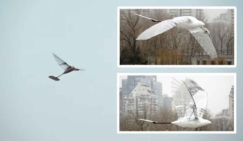 Mahasiswa Xi'an Bikin Kendaraan Terbang Mirip Burung-Image-1