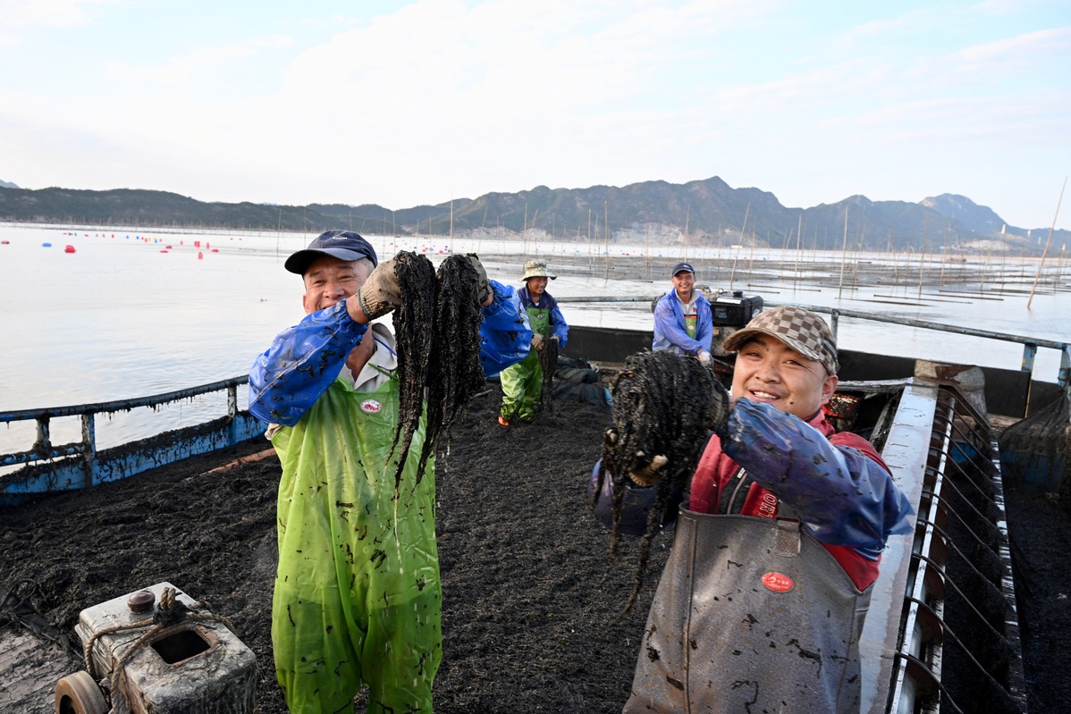 POTRET Panen Rumput Laut di Fujian-Image-1