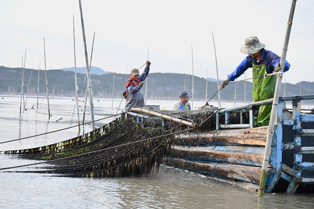 POTRET Panen Rumput Laut di Fujian-Image-9