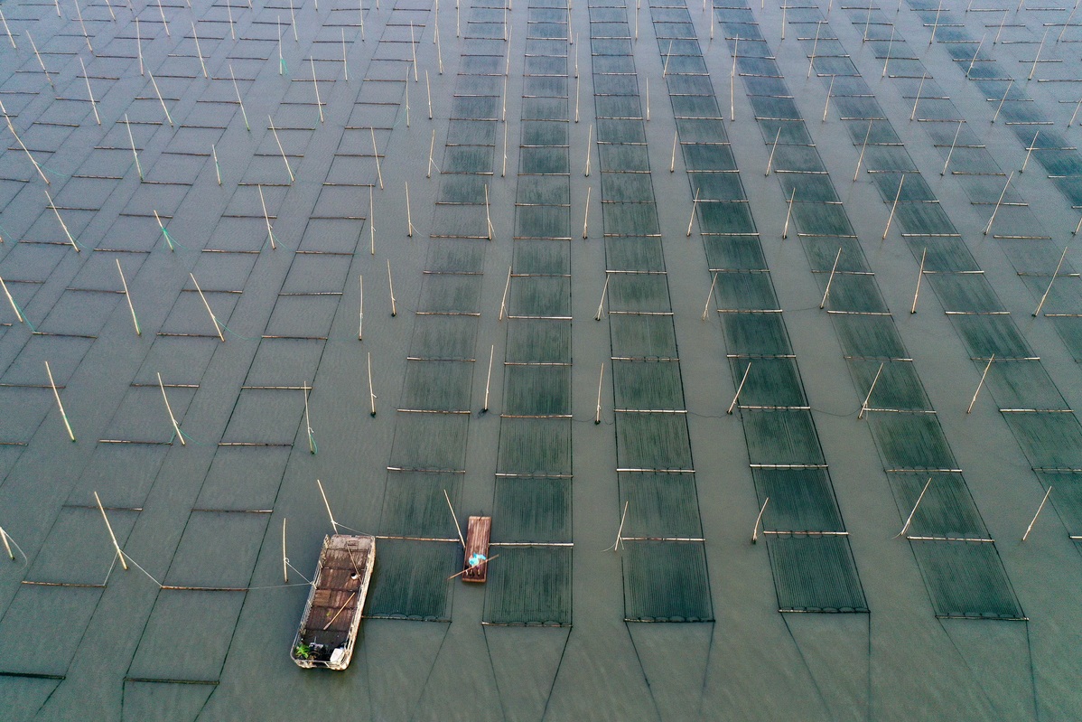 POTRET Panen Rumput Laut di Fujian-Image-12