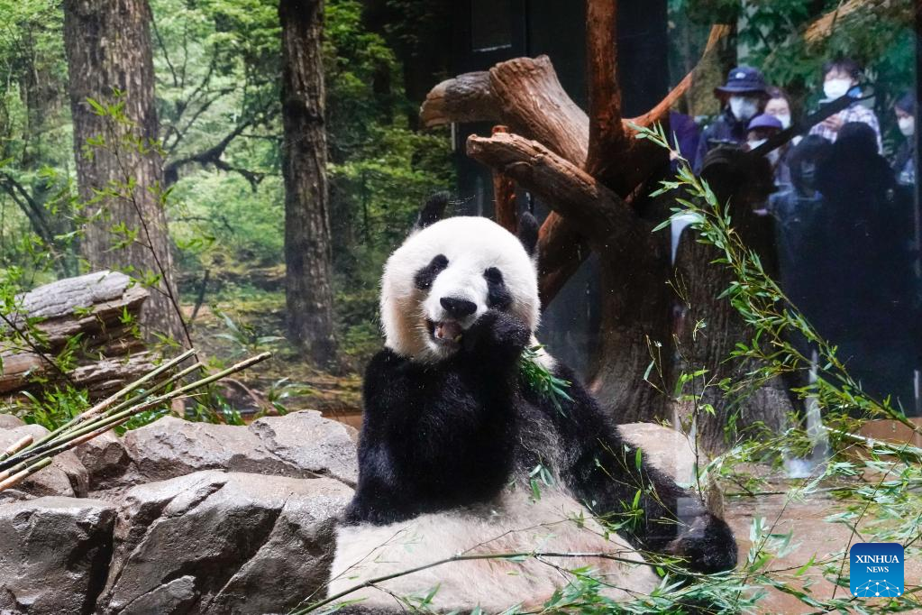 Jepang Peringati 50 Tahun Kedatangan Panda dari China-Image-1