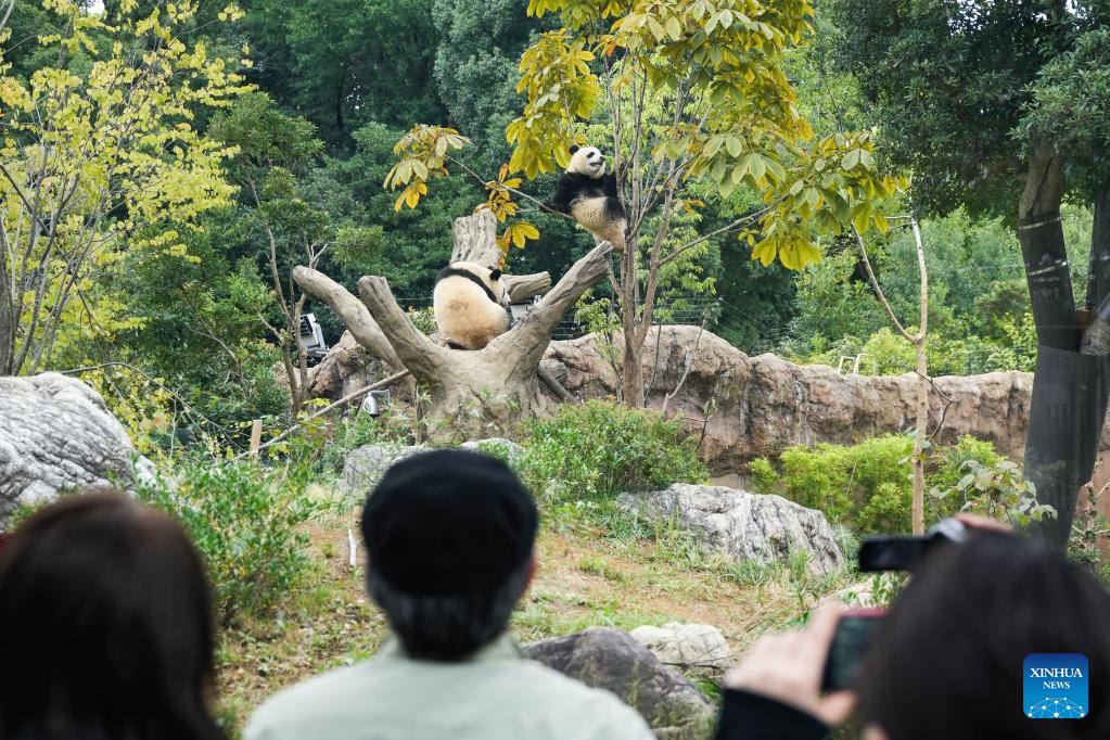 Jepang Peringati 50 Tahun Kedatangan Panda dari China-Image-2