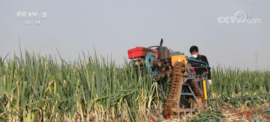 Ketika Petani Panen Bawang Hijau di Zhangqiu-Image-1