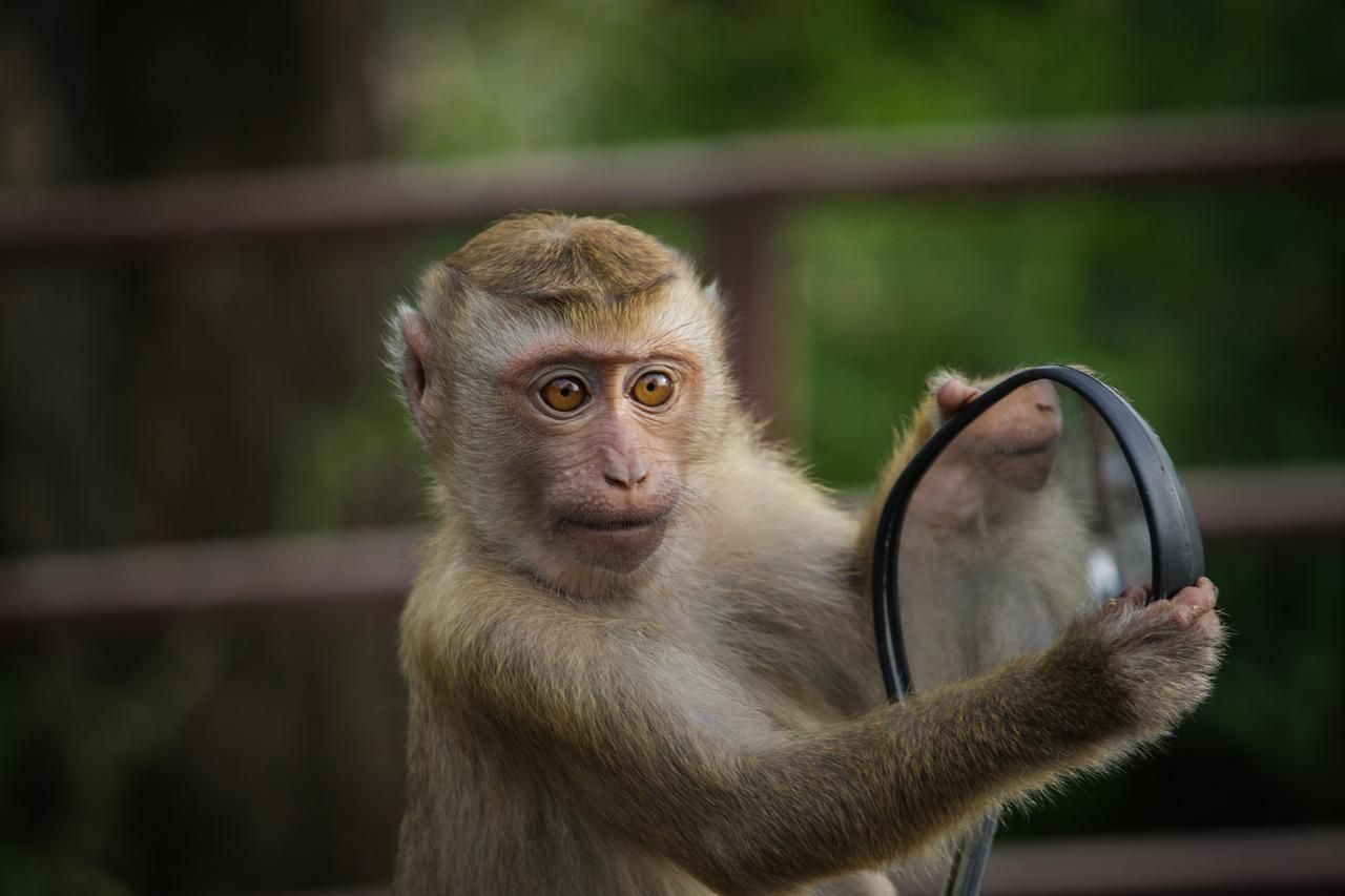 Shio 9 November: Monyet Hoki dan Penuh Energi-Image-1