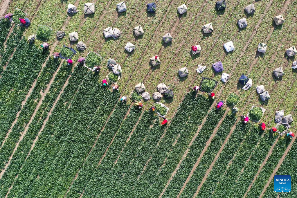 POTRET Petani Sayur di China Panen untuk Stok Musim Dingin-Image-1