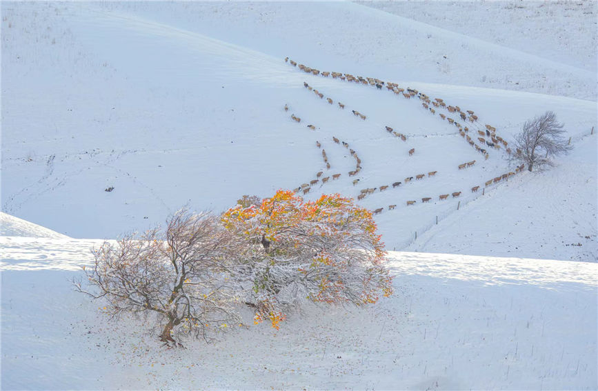 POTRET Salju Pertama di Xinjiang Bagai Lukisan-Image-5