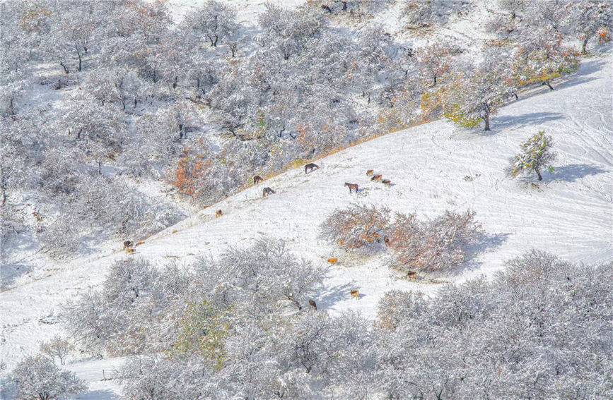 POTRET Salju Pertama di Xinjiang Bagai Lukisan-Image-7