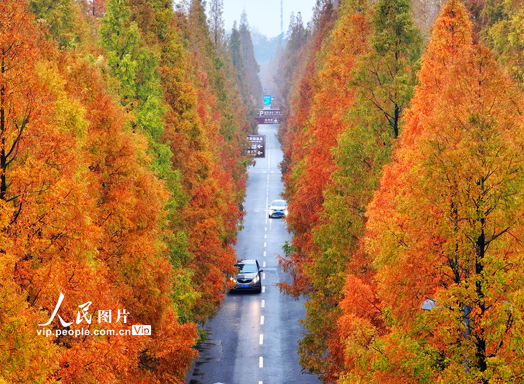 POTRET Indahnya Dawn Redwood Avenue di Yangzhou-Image-1