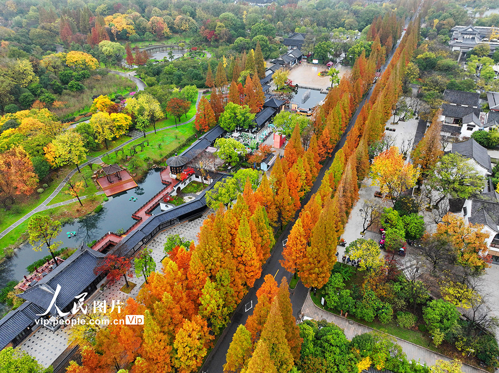 POTRET Indahnya Dawn Redwood Avenue di Yangzhou-Image-2