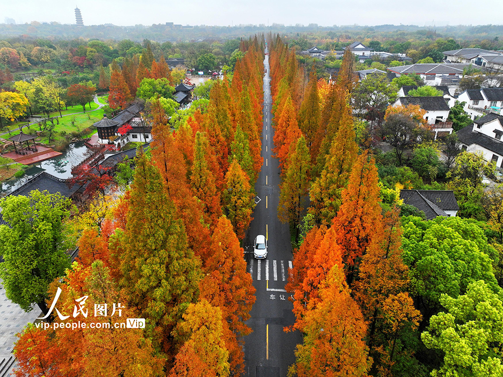 POTRET Indahnya Dawn Redwood Avenue di Yangzhou-Image-3