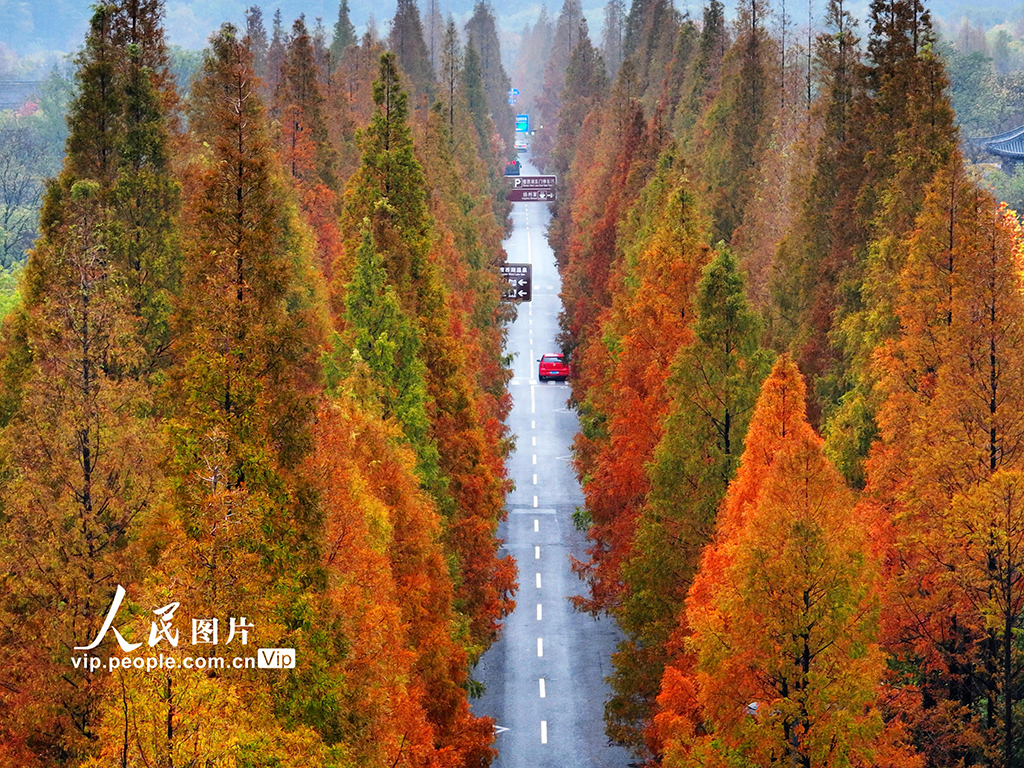 POTRET Indahnya Dawn Redwood Avenue di Yangzhou-Image-4