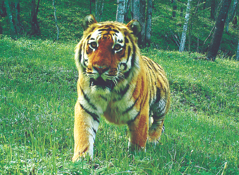 Harimau di Hutan Jilin Dipantau via Smartphone-Image-1