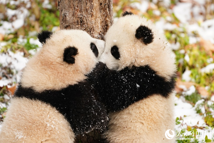 POTRET Lucunya Bayi Panda Kembar di Sichuan-Image-1