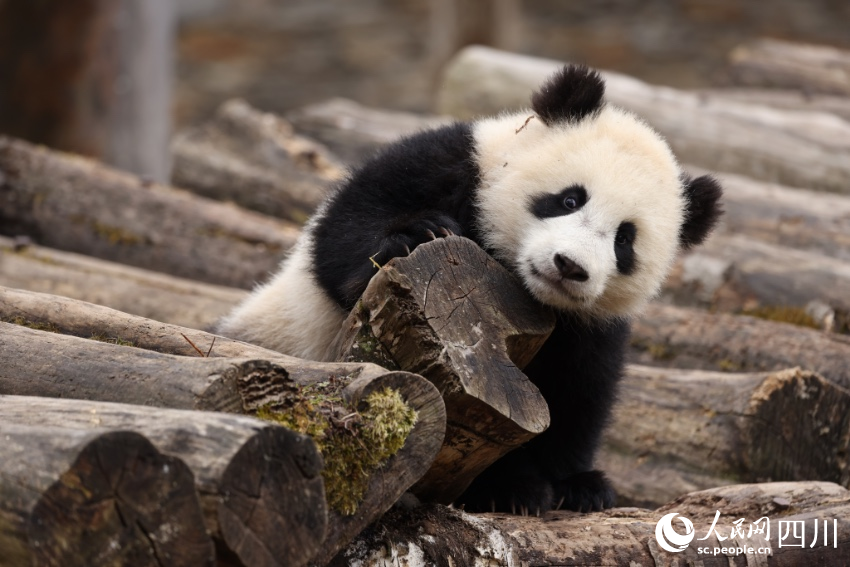 POTRET Lucunya Bayi Panda Kembar di Sichuan-Image-2