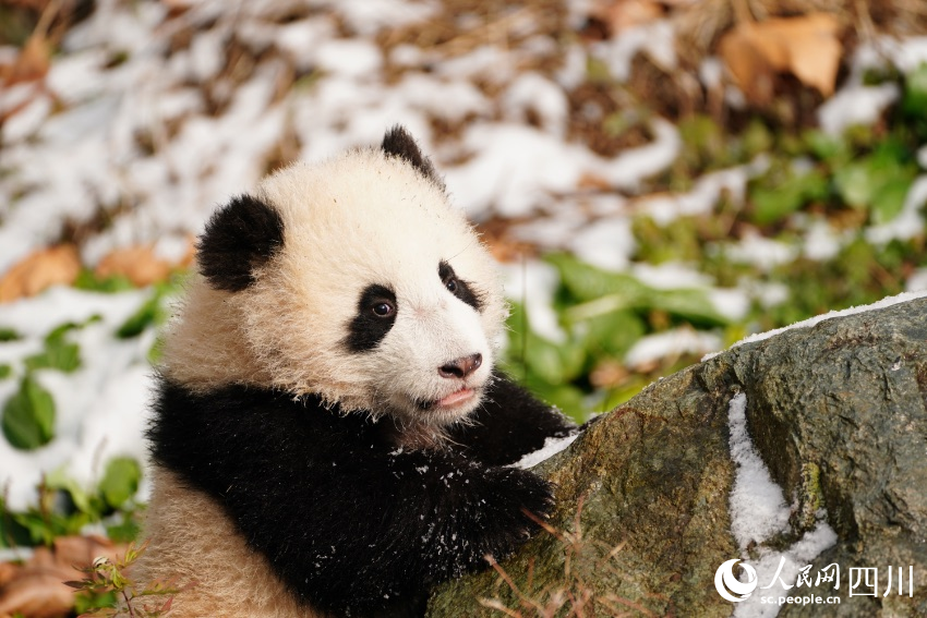 POTRET Lucunya Bayi Panda Kembar di Sichuan-Image-3